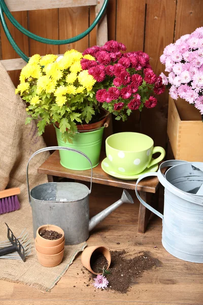 ボックスで菊の茂み — ストック写真