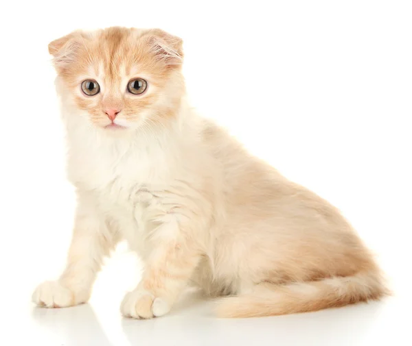 かわいいスコティッシュ子猫 — ストック写真