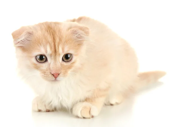 Ładny mały kotek szkocki — Zdjęcie stockowe