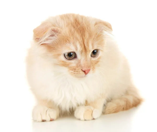 Sevimli küçük İskoç kedi yavrusu — Stok fotoğraf