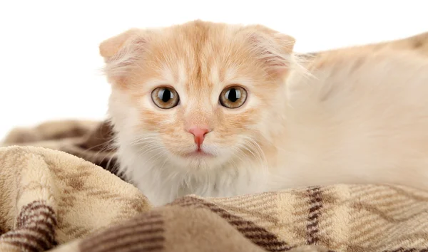 Милий маленький шотландський кошеня — стокове фото