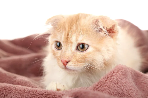 Cute little Scottish kitten — Stock Photo, Image