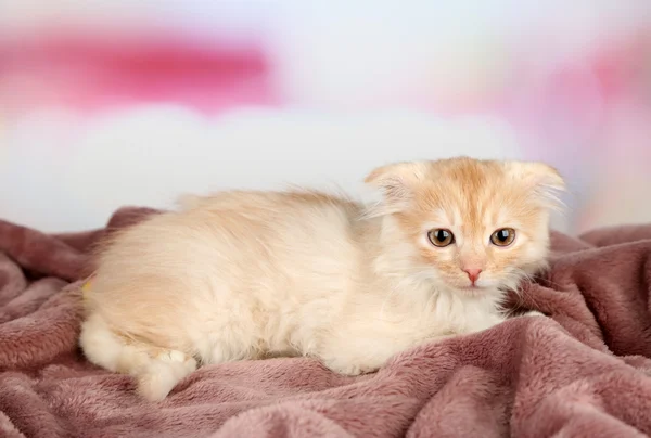 Cute little Scottish kitten — Stock Photo, Image