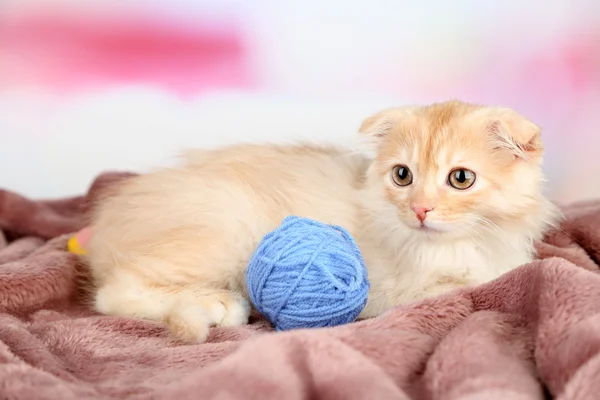 かわいいスコティッシュ子猫 — ストック写真