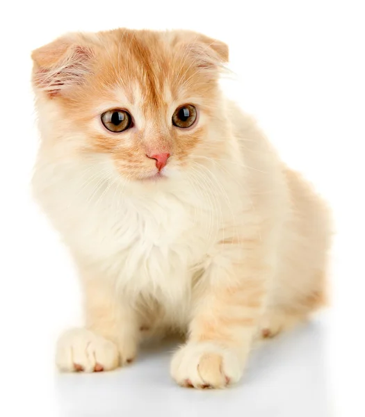 Cute little Scottish kitten — Stock Photo, Image