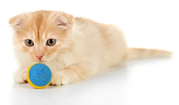 Cute little Scottish kitten — Stock Photo, Image