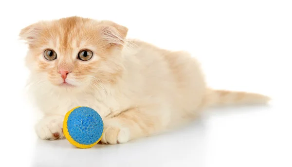 Cute little Scottish kitten — Stock Photo, Image