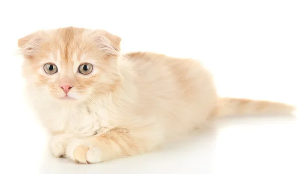 Bonito gatinho escocês — Fotografia de Stock