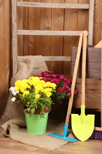 Chrysanthemum bush in pot Stock Photo