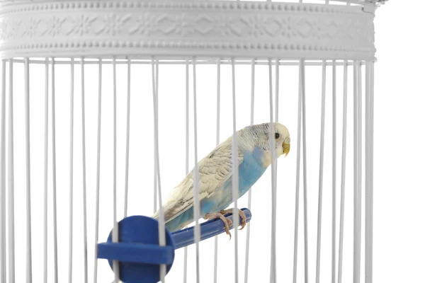 Schattig blauw budgie in kooi op witte achtergrond — Stockfoto