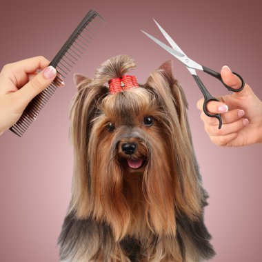 Yorkshire terrier köpekler için salon damat