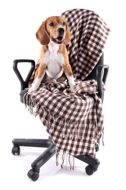 Beyaz izole ekose sandalyeyle Beagle köpek