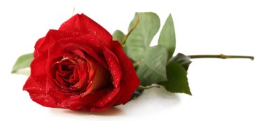 güzel kırmızı gül