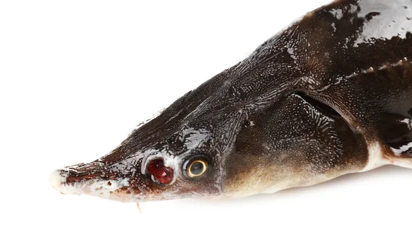 Färska sterlet fisk isolerad på vit — Stockfoto