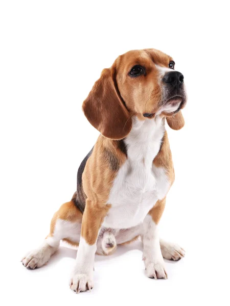 Zabawny pies Beagle — Zdjęcie stockowe