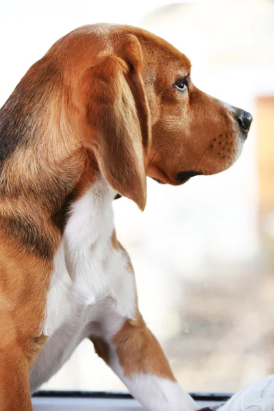 Beagle cane su sfondo finestra — Foto Stock