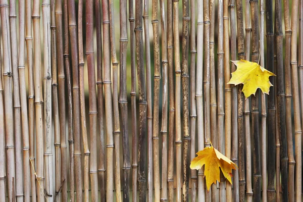 Hermosa hoja de otoño en la cerca de bambú — Foto de Stock