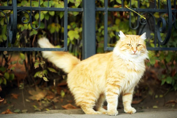 美しい大きな猫 — ストック写真