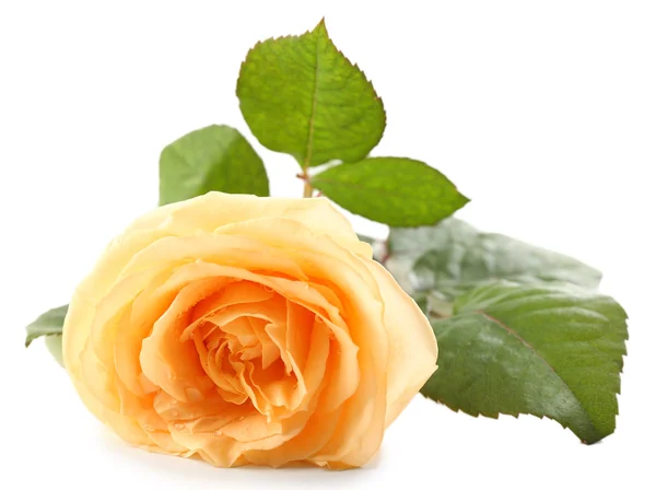 Красивая оранжевая роза — стоковое фото