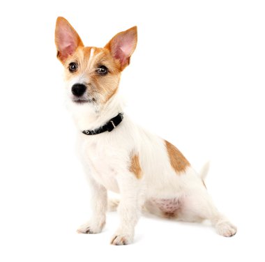 komik jack russell terrier