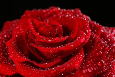 güzel kırmızı gül