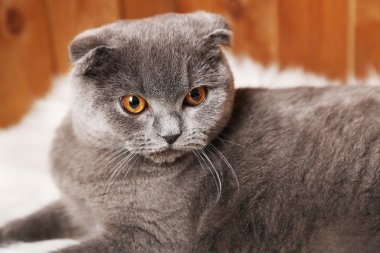 İngiliz kedi kürk halı ahşap arka plan üzerinde yatan