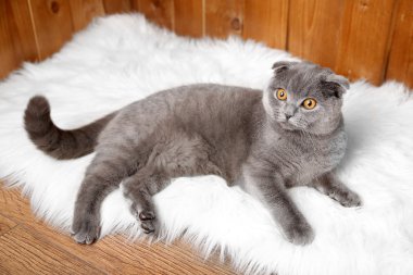 İngiliz kısa saç kedi kürk halı ahşap arka plan üzerinde yatan