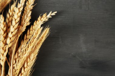 Spikelets buğday kara günü