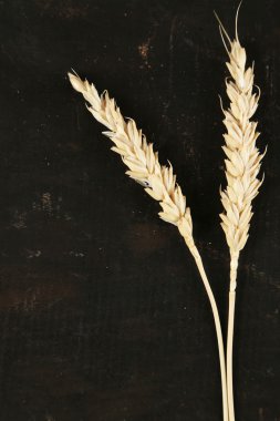 Spikelets buğday siyah