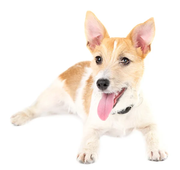 Divertido Jack Russell terrier — Foto de Stock