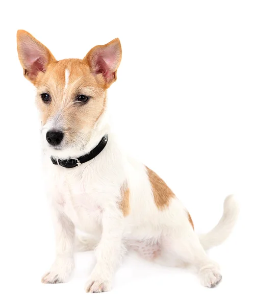 Drôle jack russell terrier — Photo