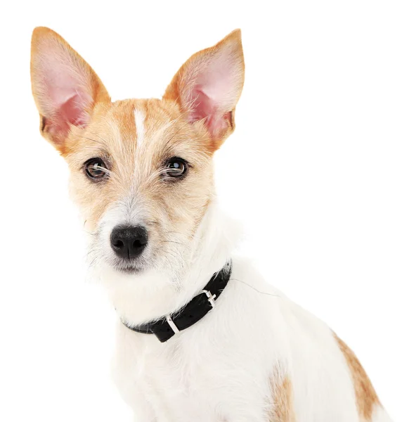 Divertido Jack Russell terrier —  Fotos de Stock