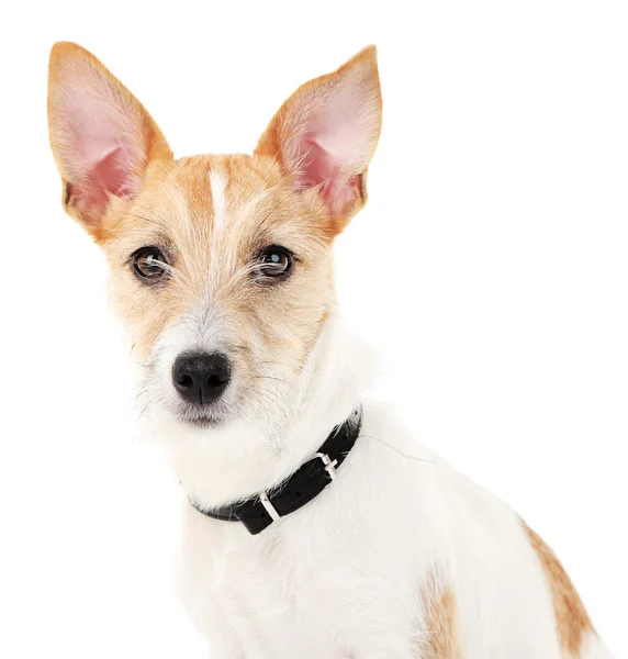 Divertente jack russell terrier — Foto Stock