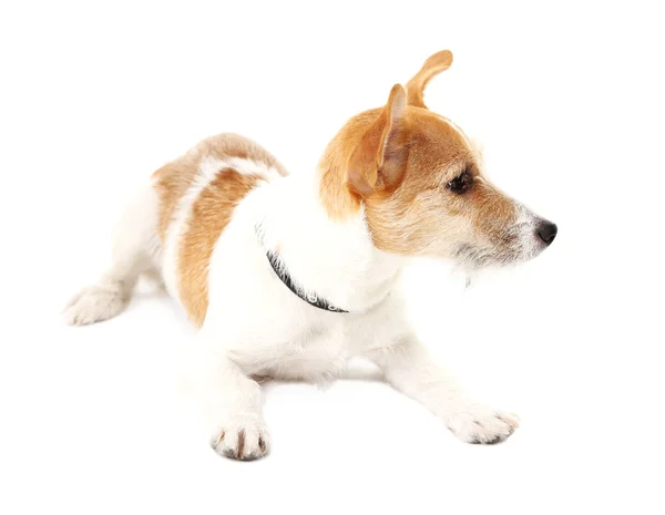 Divertido Jack Russell terrier —  Fotos de Stock