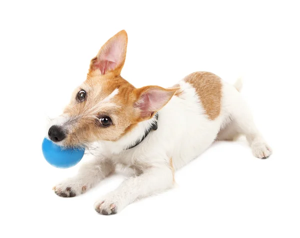 Terrier engraçado Jack Russell com bola — Fotografia de Stock