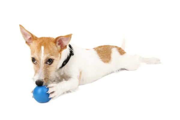 Terrier engraçado Jack Russell com bola — Fotografia de Stock