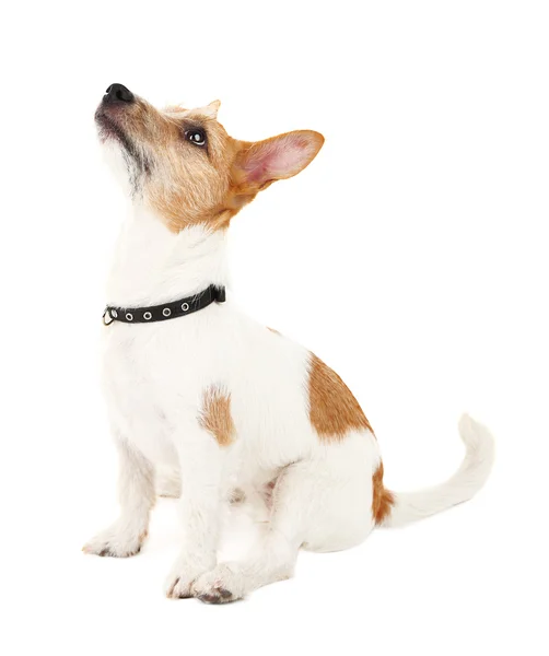 Divertido Jack Russell terrier — Foto de Stock