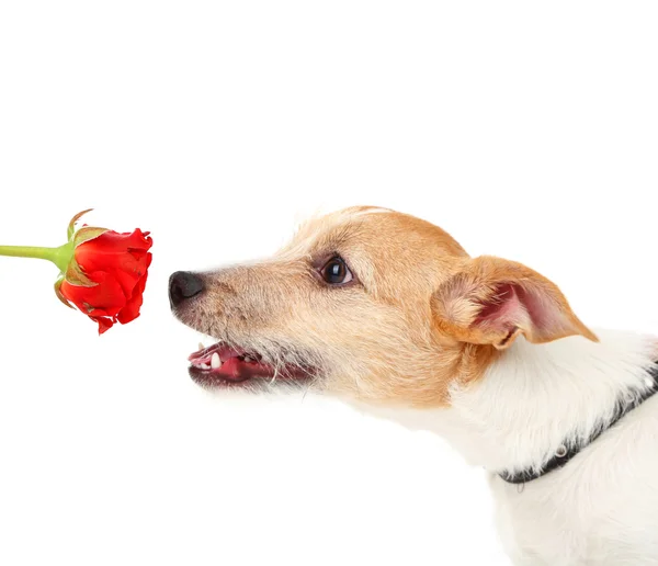 Jack russell terrier de — Foto de Stock