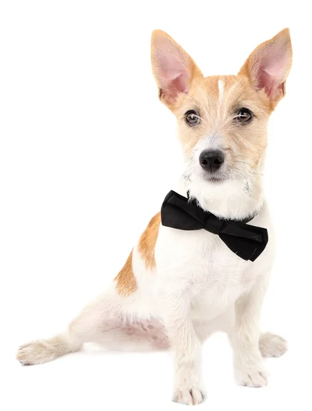 Jack Russell Terrier Przewodniczący — Zdjęcie stockowe