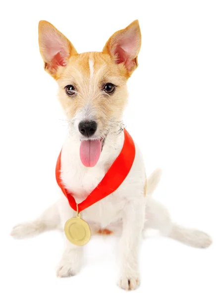 Jack Russell terrier — Stock Photo, Image