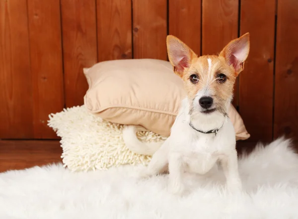 Jack Russell Teriyeri — Stok fotoğraf