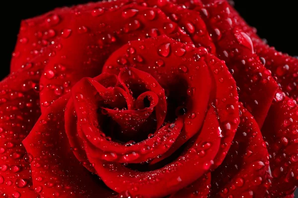 Beautiful red rose — Stock Photo, Image