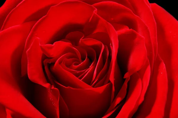 Beautiful red rose — Stock Photo, Image