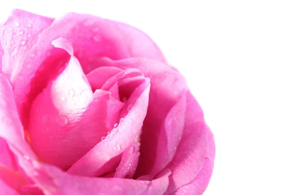 Beautiful pink rose — Stock Photo, Image