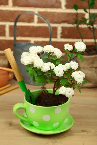 Flores en maceta y tierra para macetas — Foto de Stock