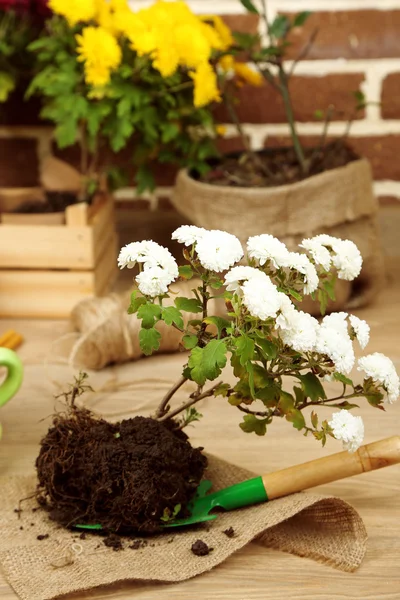Flowers in pot and potting soil — Stock Photo, Image