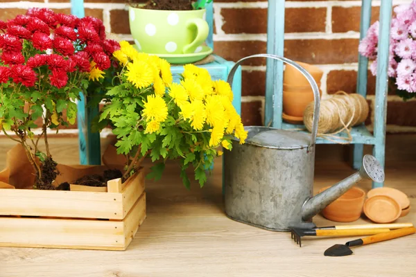 Flores em vaso na cadeira — Fotografia de Stock