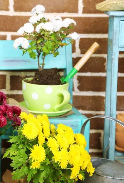 Flowers in pot on chair — Stock Photo, Image