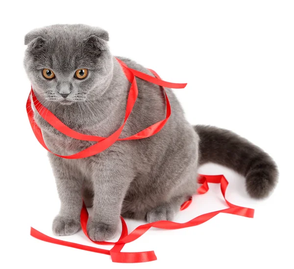 Sitting British cat with red ribbon isolated on white — Stock Photo, Image