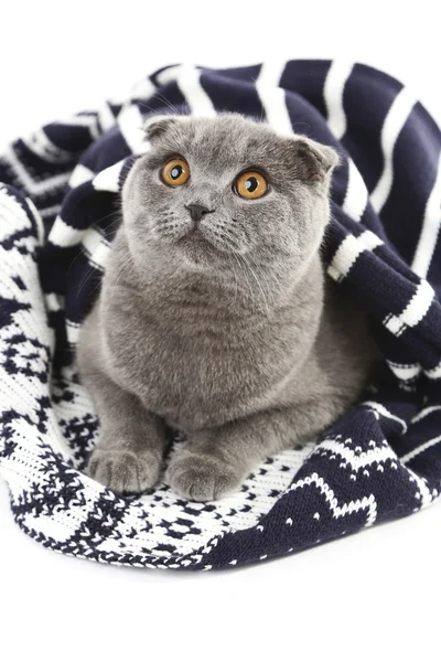 格子縞の白で隔離に包まれたイギリスの猫 — ストック写真